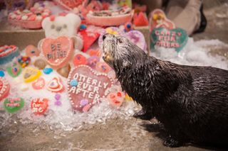 Sea Otters with Valentine's Day Gifts