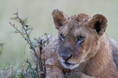 Lion cub