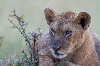A young lion cub in Kenya's Masai Mara.