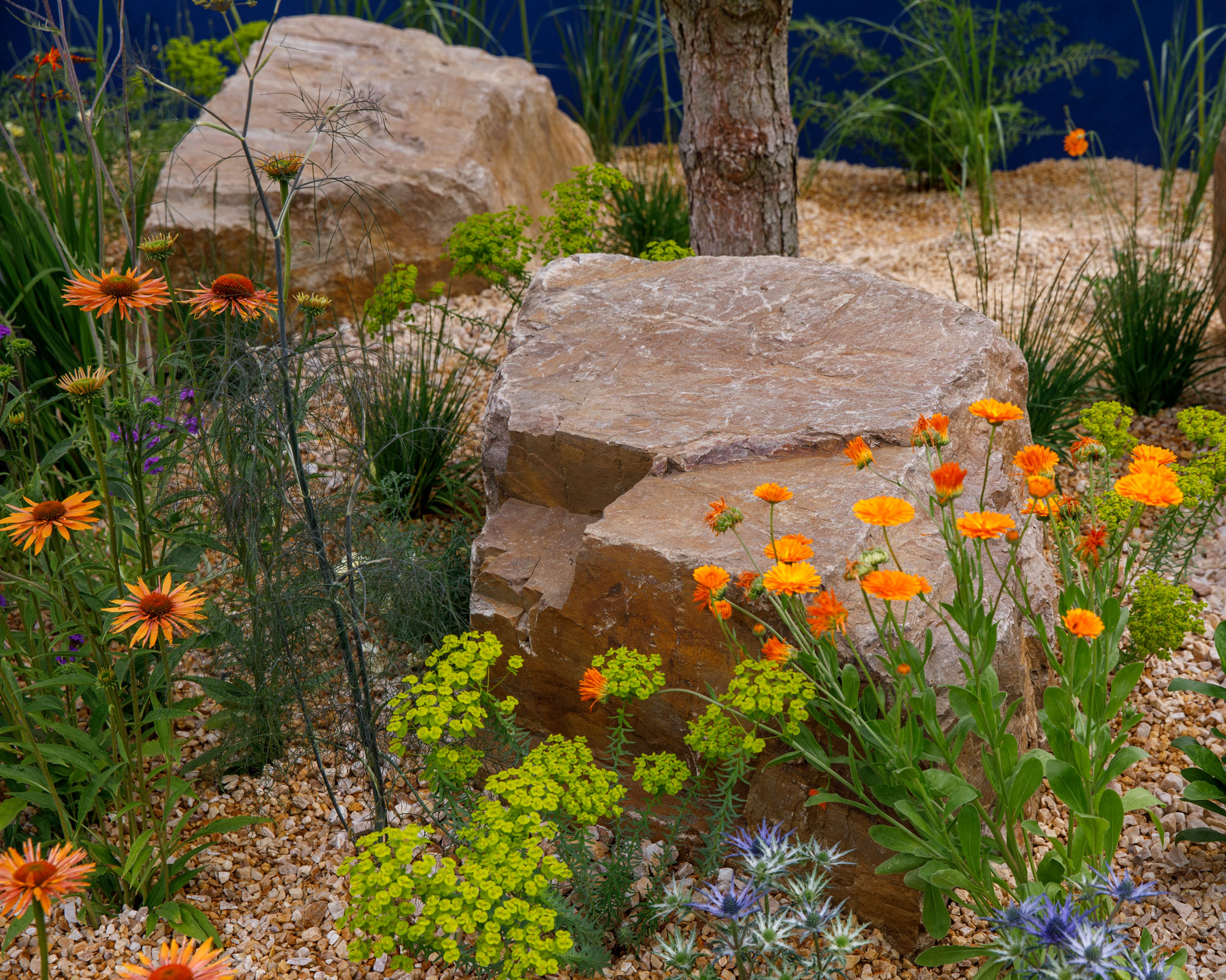 dry garden border design with gravel, boulders and flowers including euphorbia, eryngium and calendula