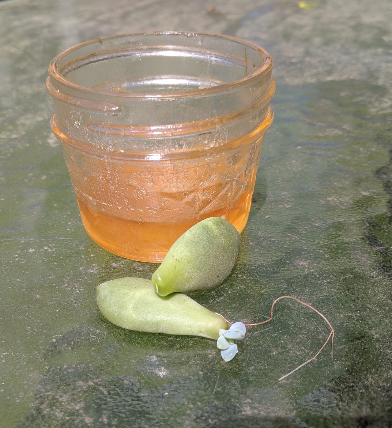 Succulent Roots Next To A Jar Of Honey