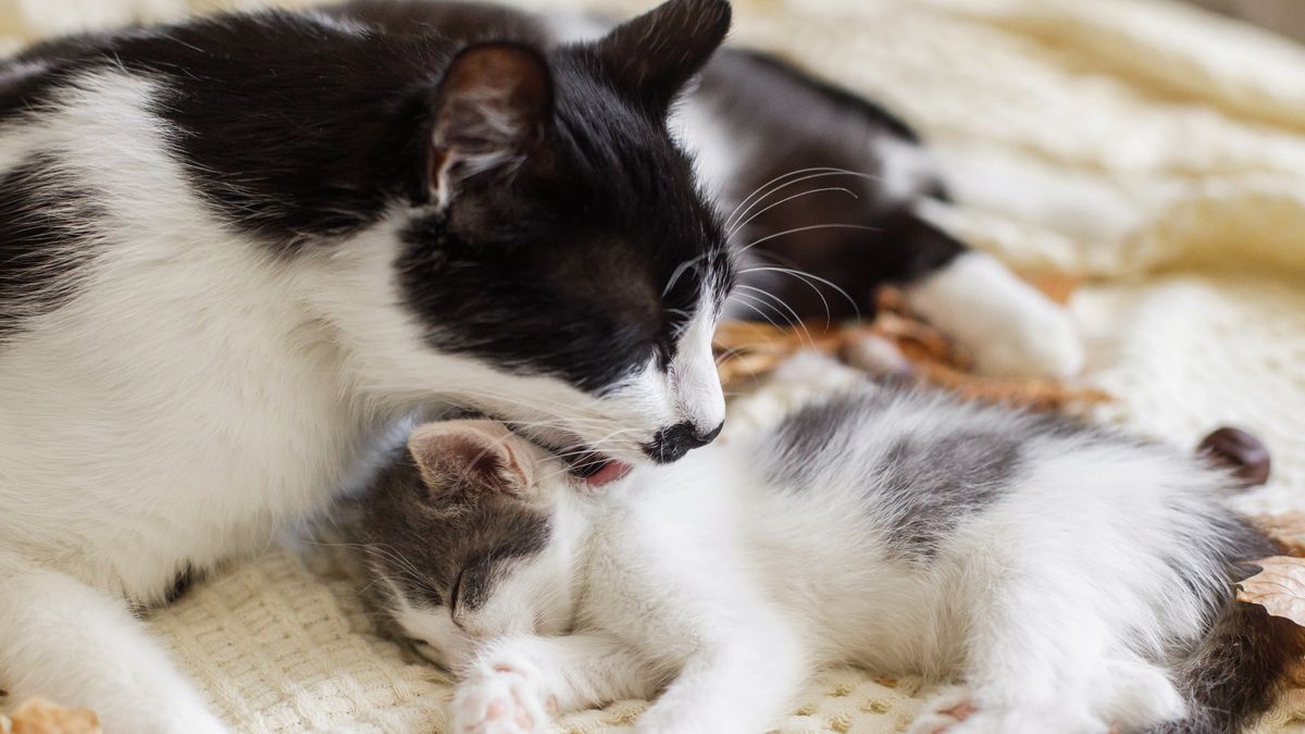 Why do cats lick? Live Science
