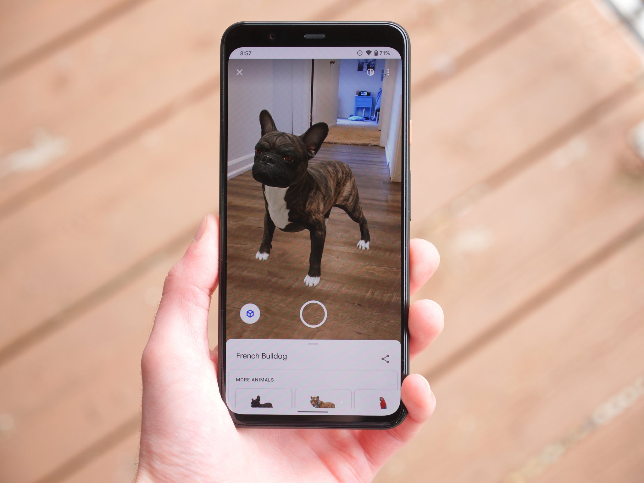 Google AR Animals