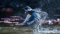 Kingfisher bird splashing as it takes off from water with droplets scattered around in a vibrant, natural setting