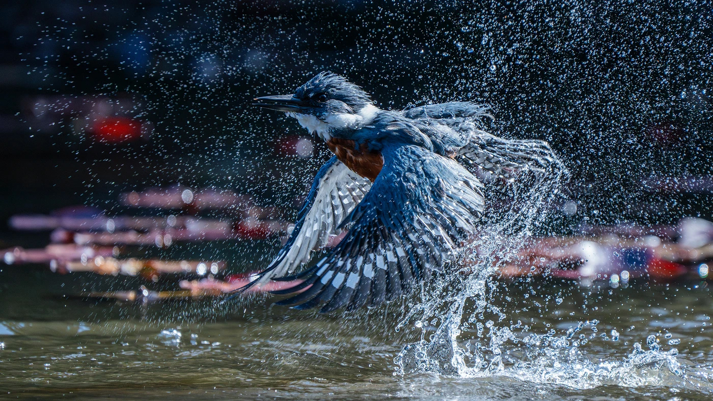 Kingfisher bird splashing as it takes off from water with droplets scattered around in a vibrant, natural setting