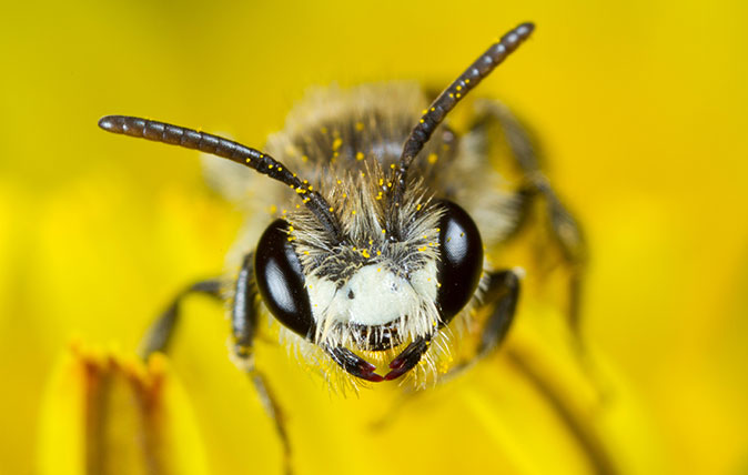 Red-girdled Mining-bee (Andrena labiata) adult male in a dandelion flower. Powys, Wales. April.