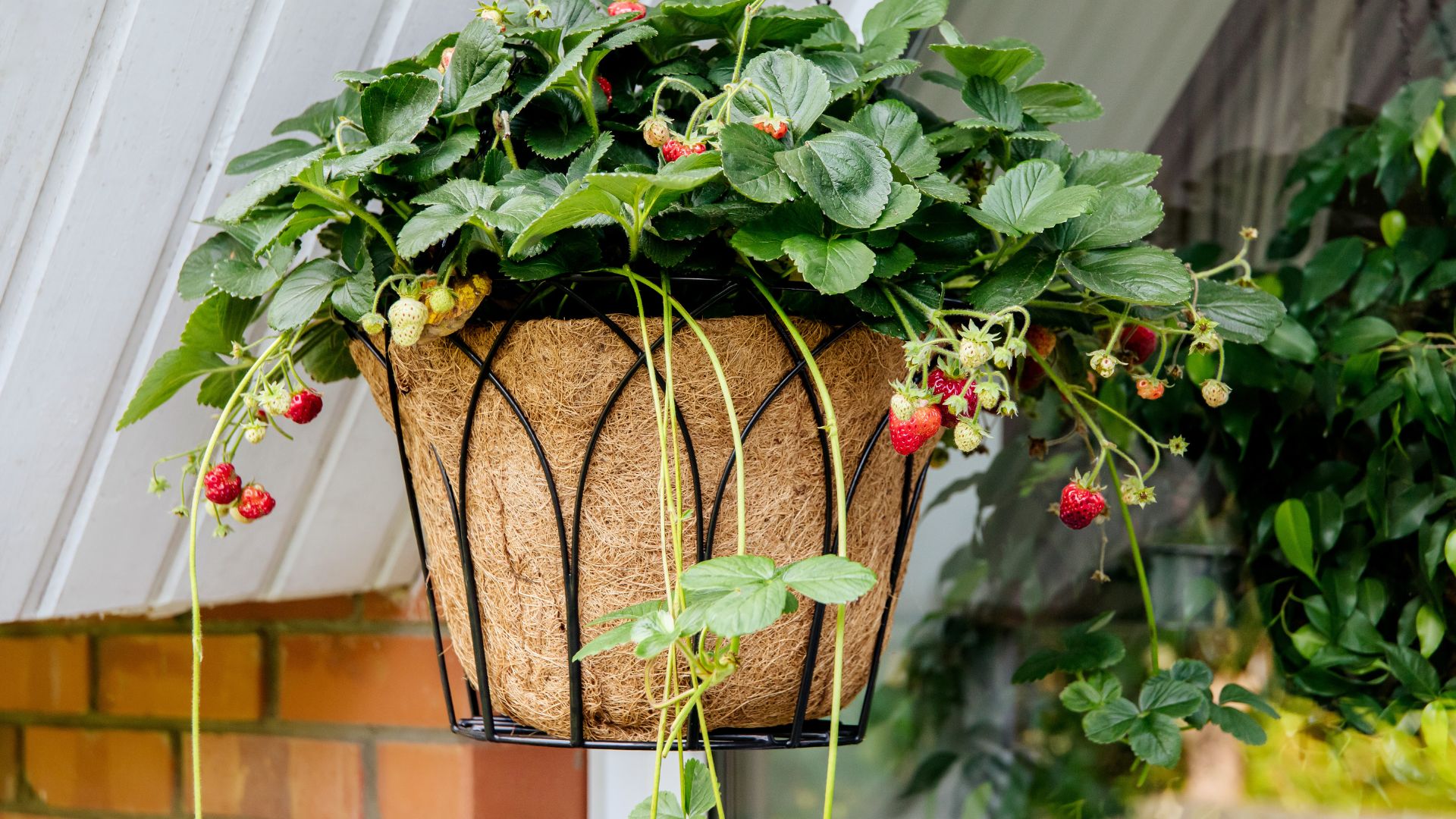 picture of strawberry plant in hanging basket with runners growing out