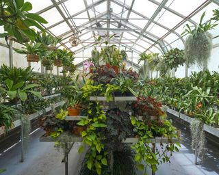 greenhouse staging