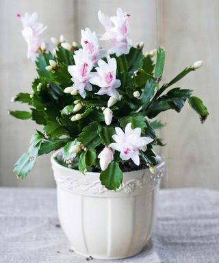 Thanksgiving cactus – or Schlumbergera truncata – with white and pink flowers