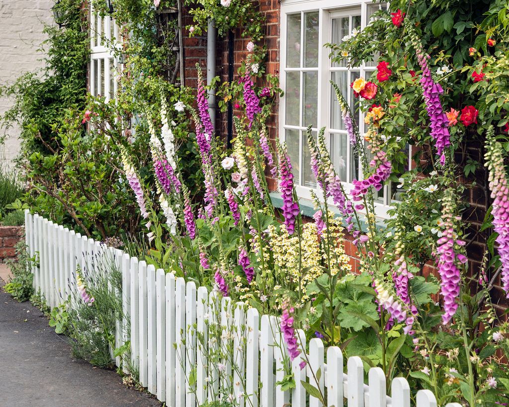 Foxgloves care and growing guide: tips for beautiful blooms | Gardeningetc