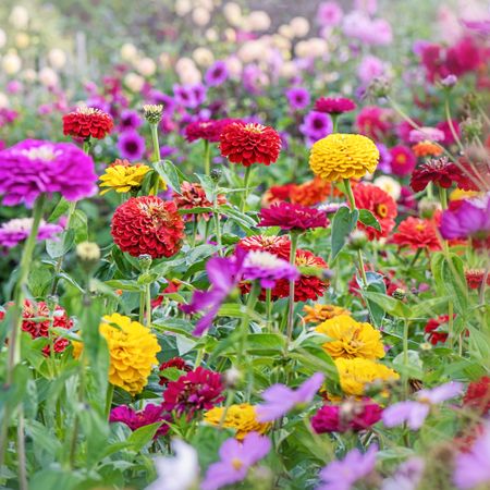 Colorful zinnias in garden