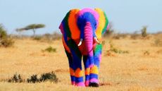 AI created image of a rainbow colored crochet elephant walking in the savanna