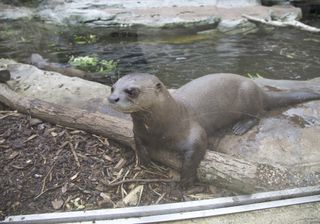 Romance for the giant otters in Animal Park