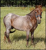 ptiponybdmain.jpg