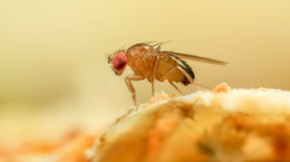 Fruit fly close up 