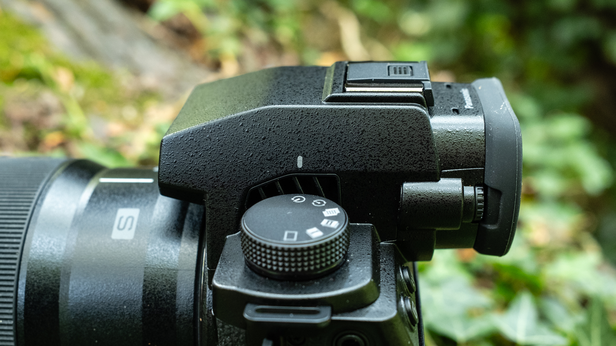 Panasonic Lumix S5IIx on a tree branch.