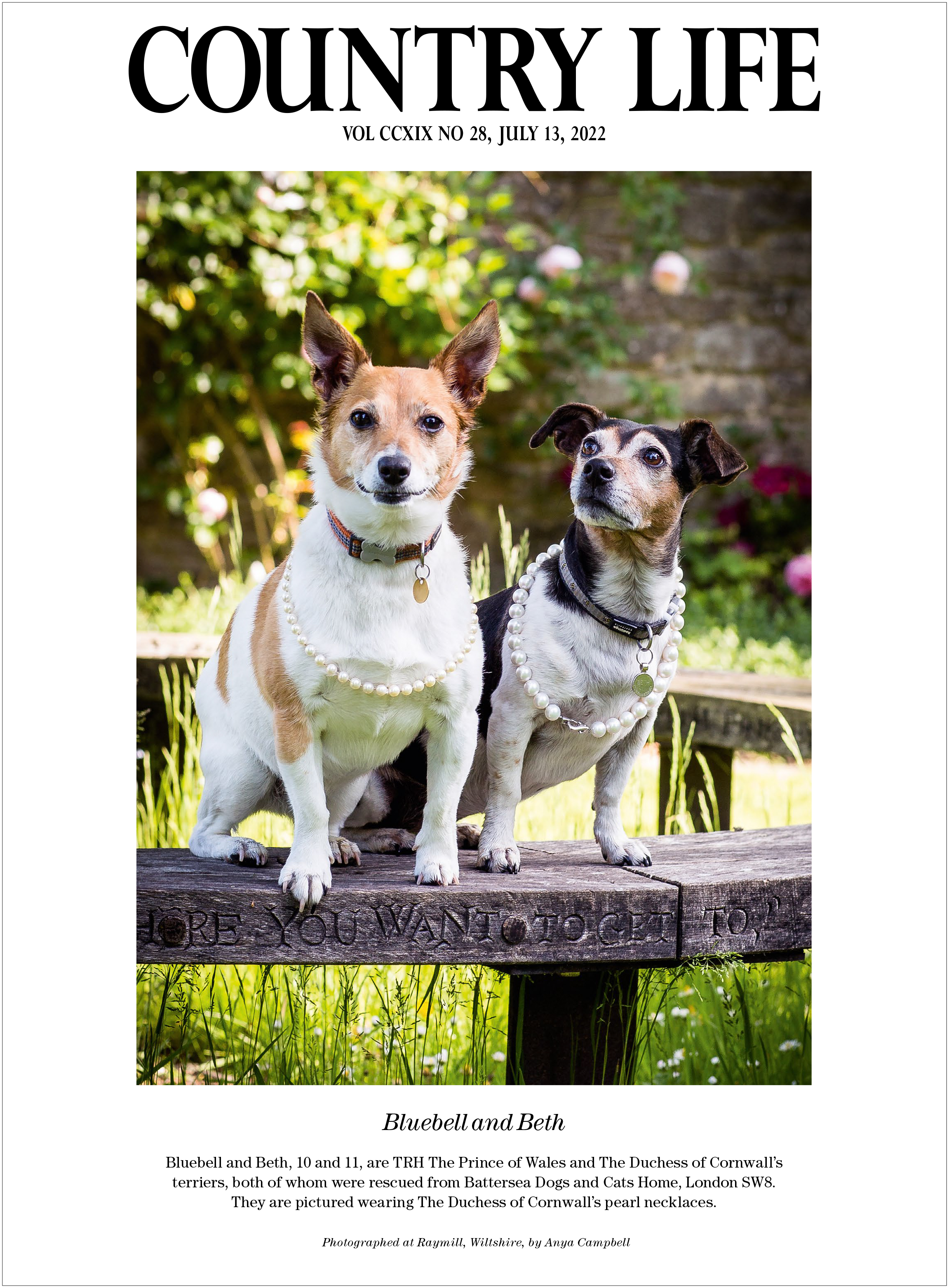 Frontispiece of Country Life magazine dated July 13, 2022, featuring Queen Camilla&amp;rsquo;s rescue Jack Russells, Bluebell and Beth, sitting on a wooden bench in a garden while wearing pearl necklaces belonging to the then Duchess of Cornwall.