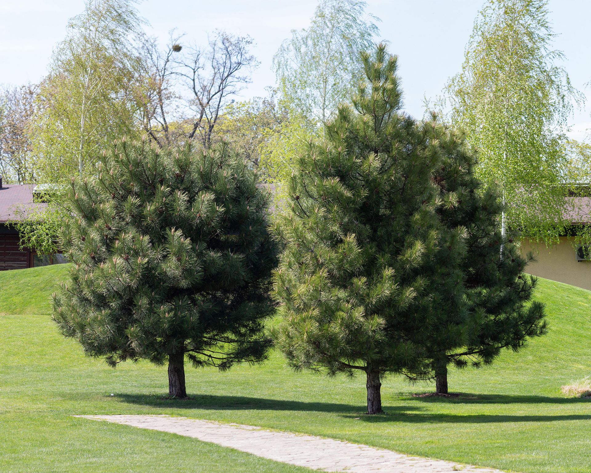 Best pine trees to grow 11 choices for yards of all sizes Gardeningetc