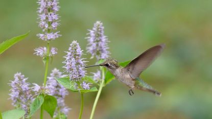 Hummingbird in flight, feeding at a purple agastache flower during summer