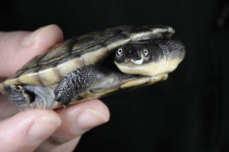 Roti Island Snake-necked Turtle Hatchling