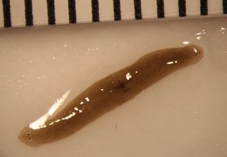An amputated flatworm fragment sent to space regenerated into a double-headed worm, a rare spontaneous occurrence of double-headedness.