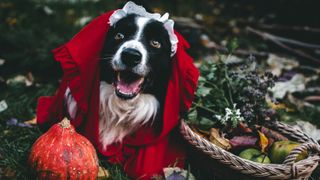 Little Red Riding Dog