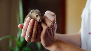 Woman holding mouse