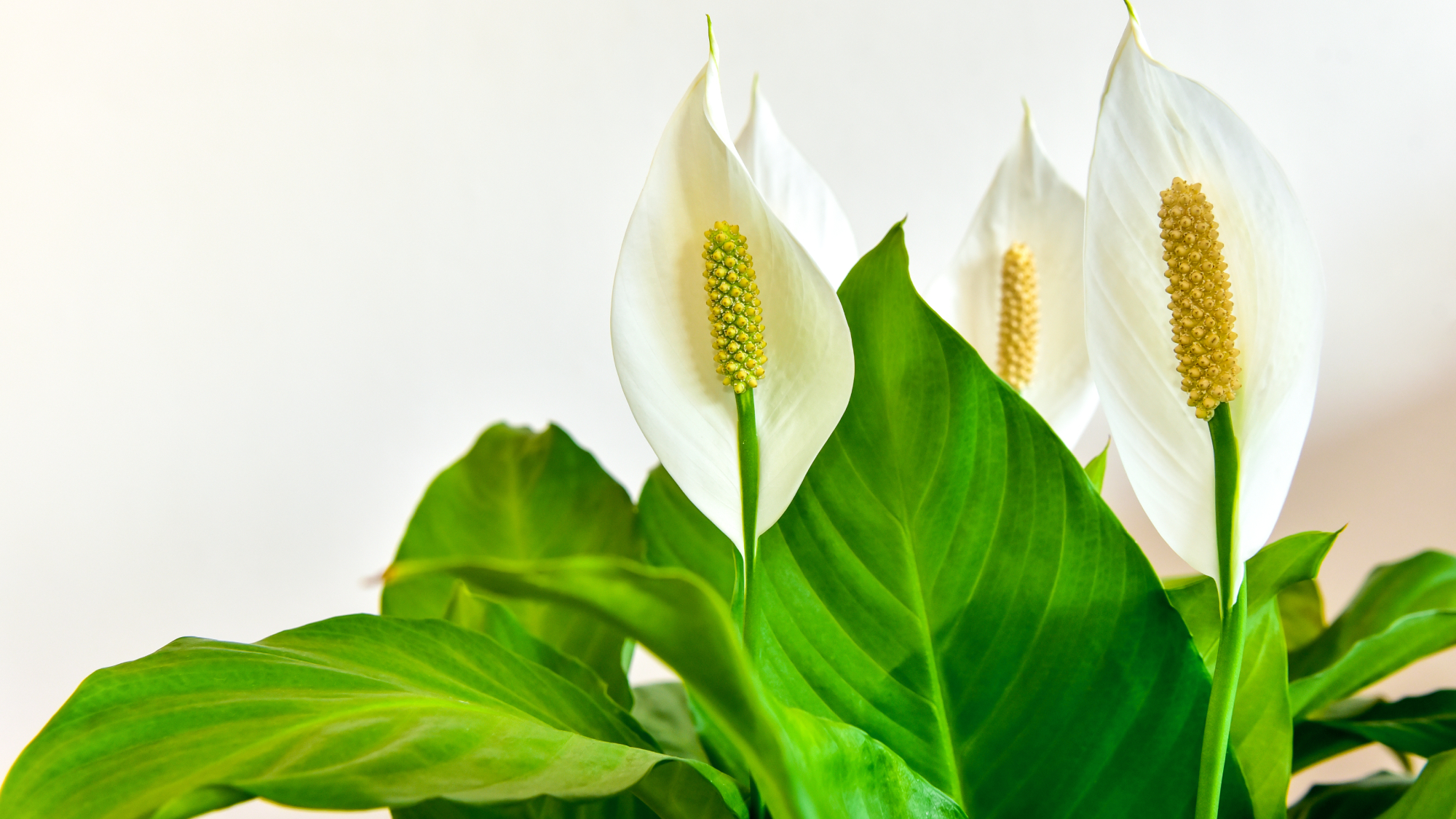 Peace lily flowers and leaves against a white background