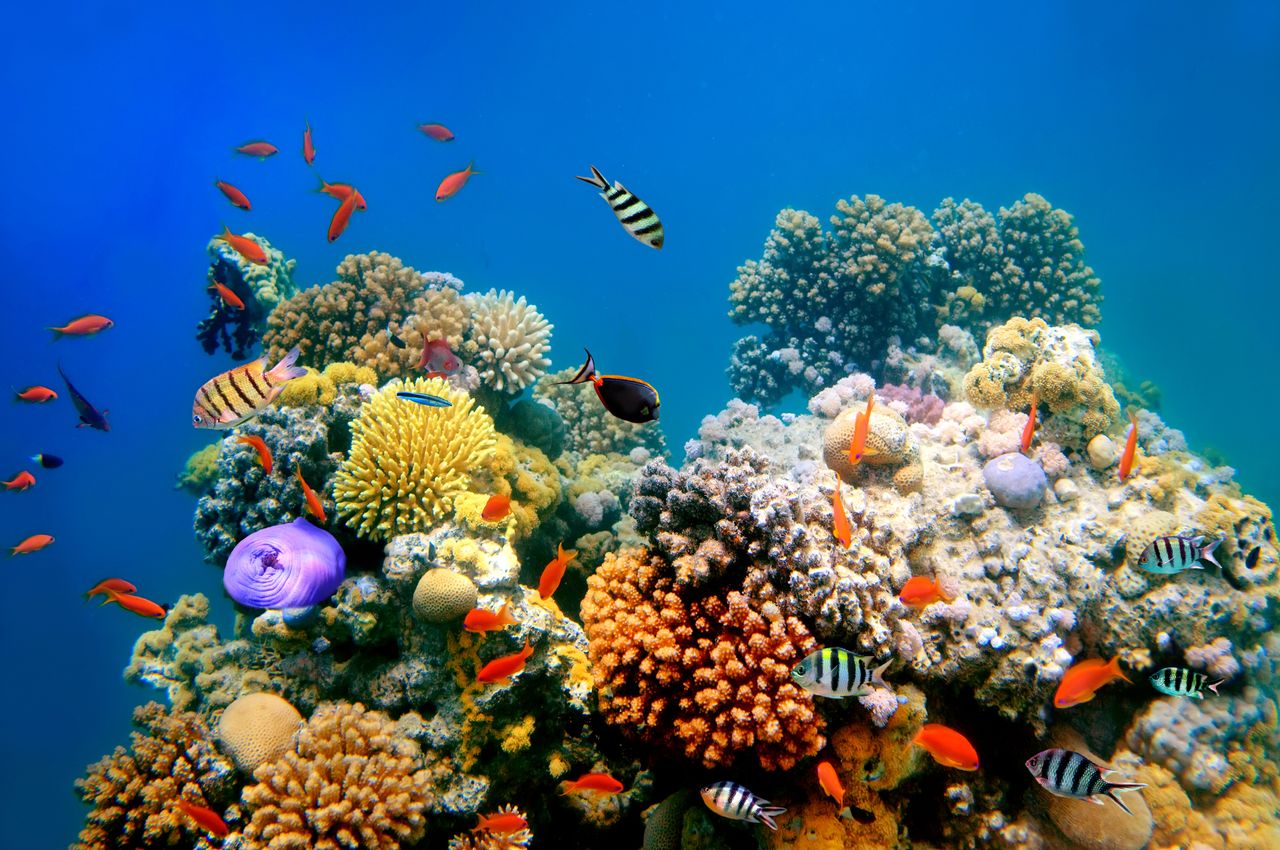 A coral reef.