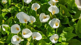 Calla lilies