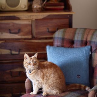 cat seating on chair with blue cushion