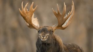 A male moose curls its lip at the camera.