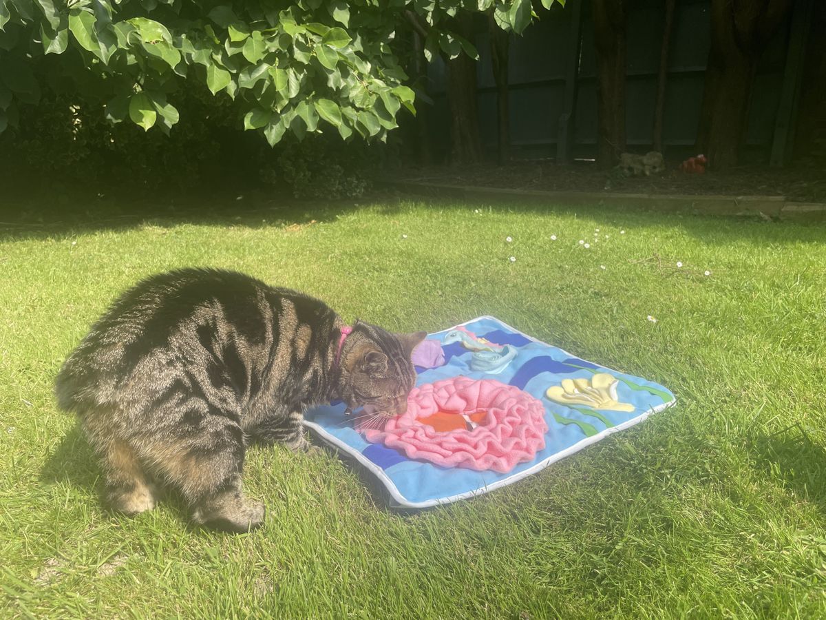 Nala eating dried cat food from the Injoya Snuffle Mat - one of the best cat puzzle feeders