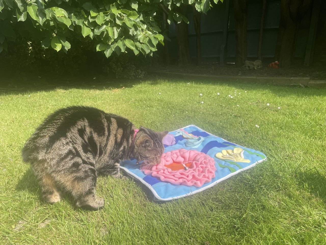 Nala eating dried cat food from the Injoya Snuffle Mat - one of the best cat puzzle feeders