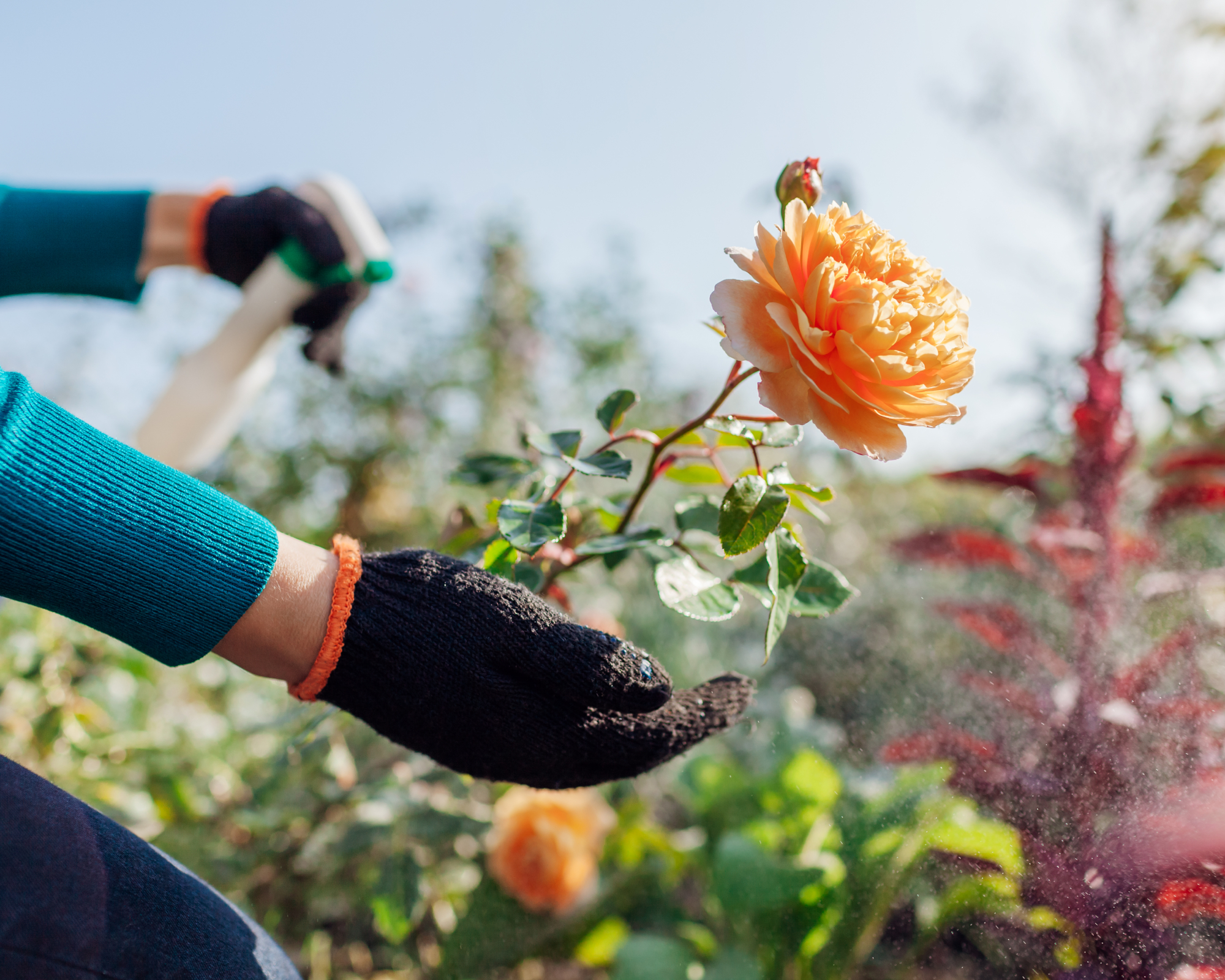 Protecting shrubs from fungus. Gardener sprays english roses with fungicide in fall garden. Prevention and treatment of powdery mildew disease