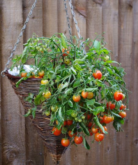 Red cherry tomatoes ripening on a plant growing in a wicker hanging basket