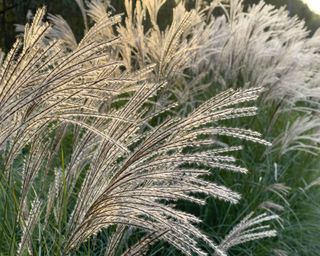 ornamental grasses rippling in the wind