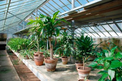 Potted Plants In A Greenhouse