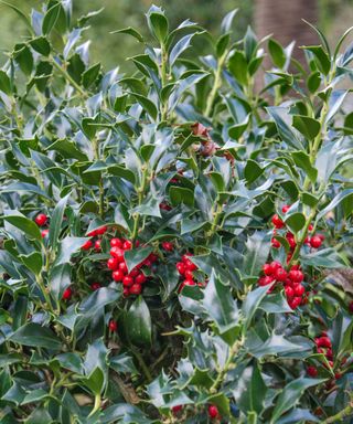 A dark green holly bush with dark green spiked leaves and bright red berries growing from it