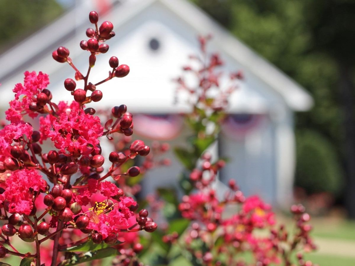 Full Sun Flowering Shrubs That Like Heat | Gardening Know How