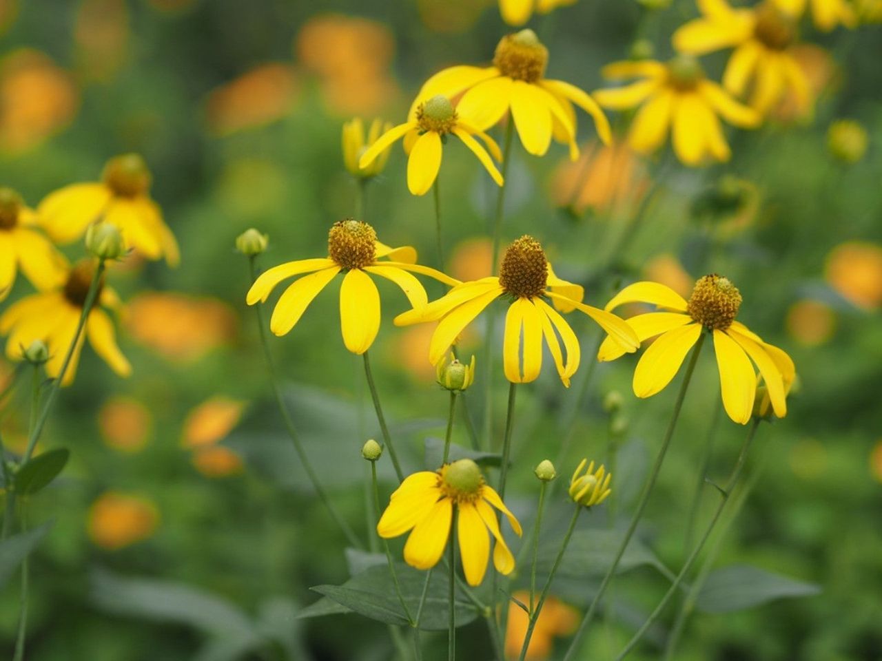 Yellow Cutleaf Coneflowers