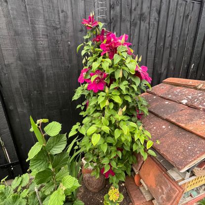 Clematis growing on DIY Slinky plant support