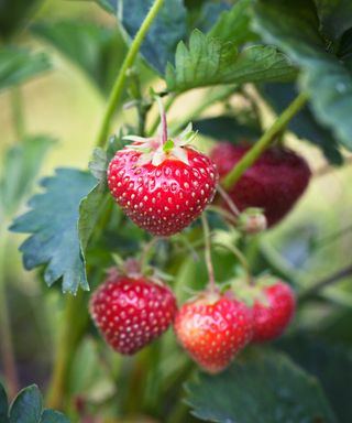 strawberries on plant