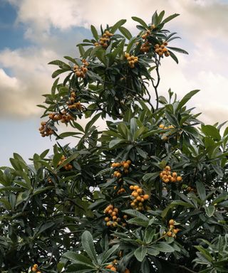 A loquat tree covered with clusters of fruit