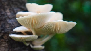 oudemansiella canarii mushrooms