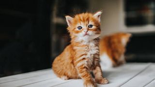 kitten standing on a table