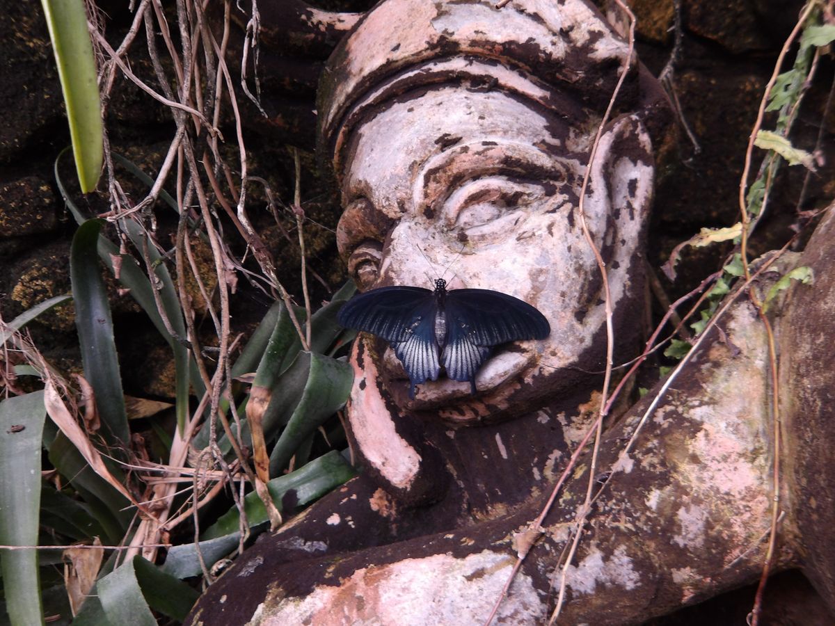 Image of a butterfly on a statue demonstrating contrast capabilities of the Pentax WG-1000.