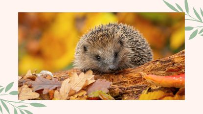 picture of hedgehog in autumn leaves