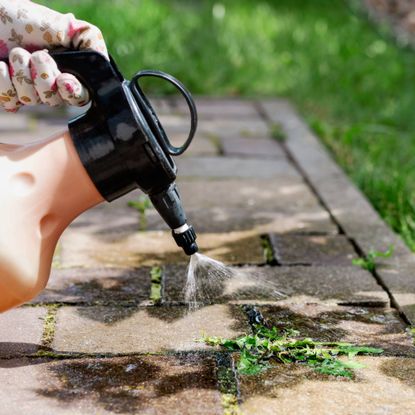 Spraying weeds with killer