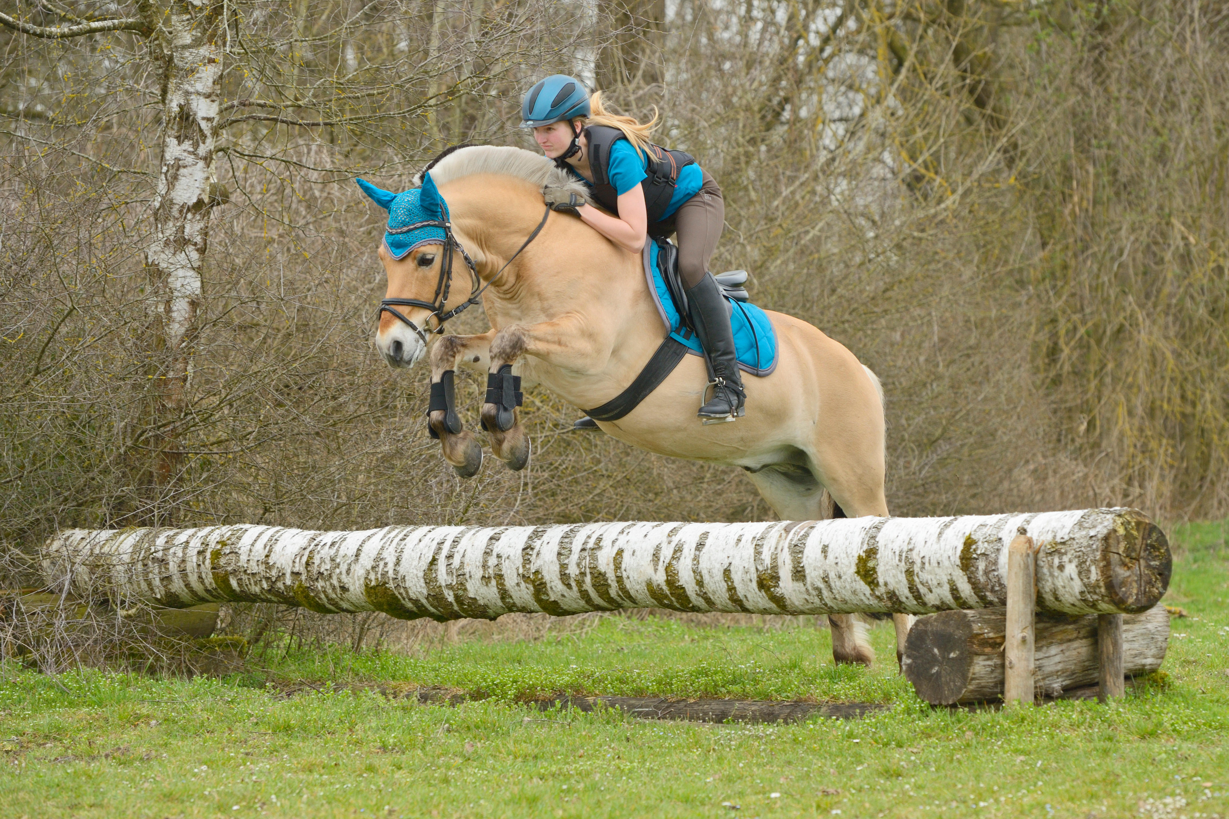 How to get a sponsor: Equine insurance A Fjord horse competing in a cross-country competition